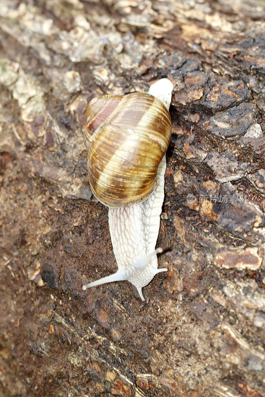 罗马蜗牛(Helix pomatia)